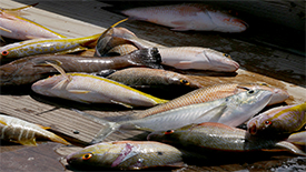 Ambergris Caye, Belize